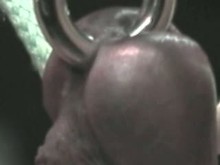 CBT with Steel Cock Ring and piercing   