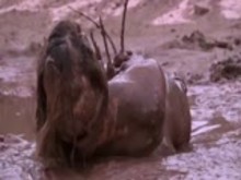 Extreme Humiliation and Degradation in the mud 2