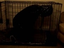 Caged Gimp