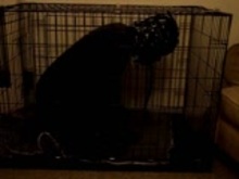 Caged Gimp