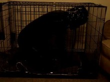 Caged Gimp
