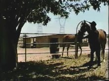 Horse Thief Caught and Trained as Pony Girl