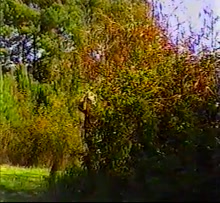 Bondage in the forest