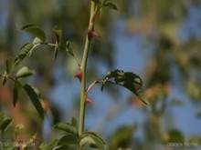 Queensnake.com - Crimson Thorns 1