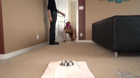 Pet Kat's Training