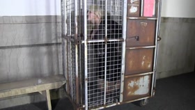 Caged to small space