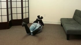 Taylor Tied and Muzzled