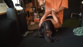 Drea Transported