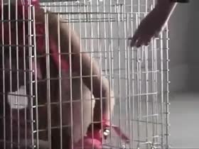 Pet Training