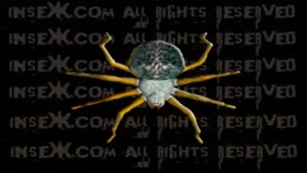 Insex - In The woods