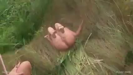 Pussy Prod 2
