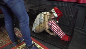 Teen Christmas Elf  - 1