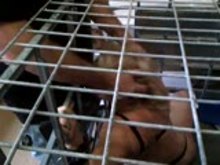 Homemade BDSM - Cocksucking in Cage