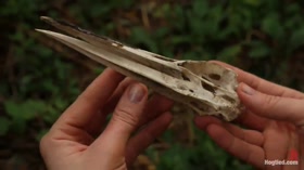 "The Dig": A BDSM Abduction Horror Feature film