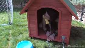 HD

TheEnglishMansion   Lexis New Puppy