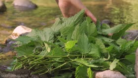 QUEENSNAKE Nettle Rivulet - Remake - QS