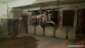 This Little Piggy Can Fly
